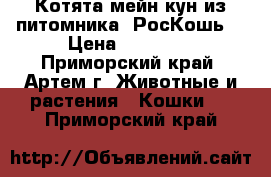 Котята мейн кун из питомника “РосКошь“ › Цена ­ 25 000 - Приморский край, Артем г. Животные и растения » Кошки   . Приморский край